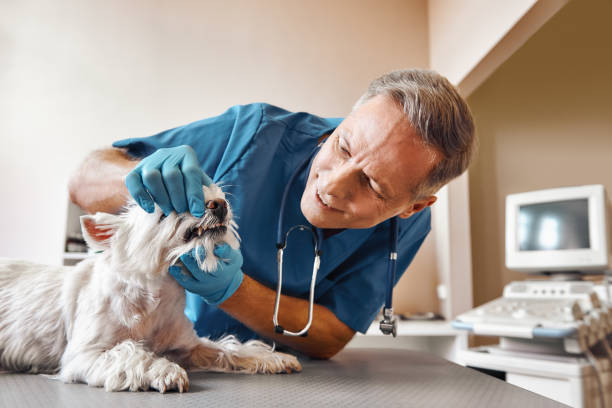  Moundsville, WV Emergency Dentist Pros